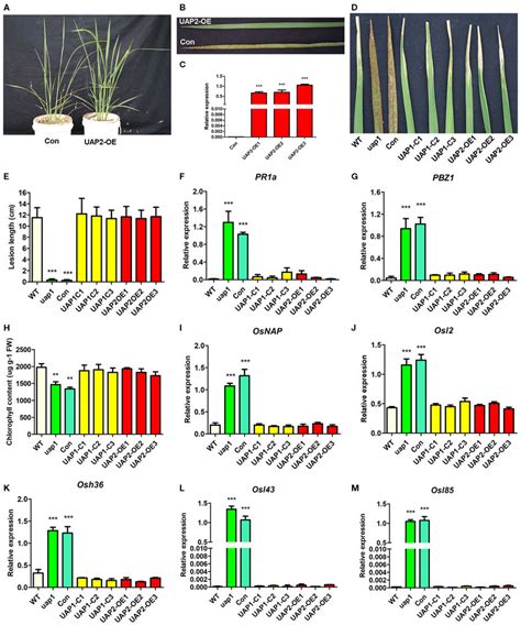| Phenotypic and molecular characteristics for transgenic plants with ... 