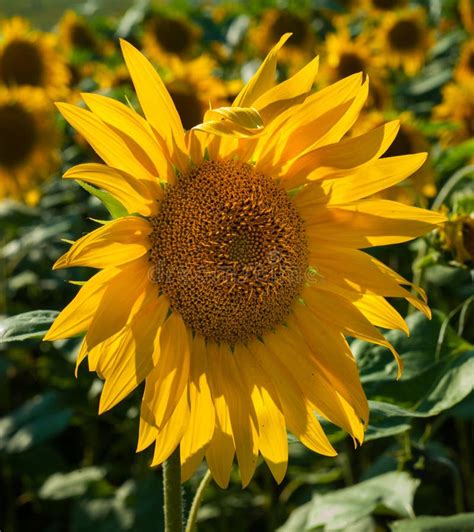 Sunflower with Petals Lit from Behind Stock Image - Image of field ...