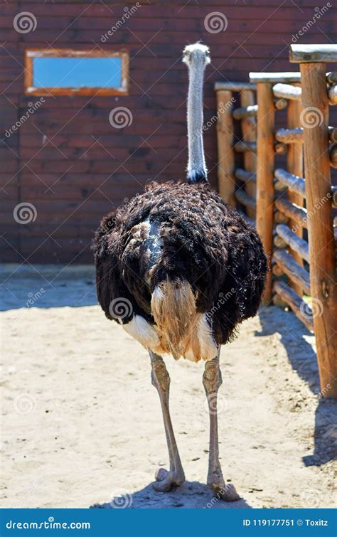 Big Black Ostrich In The Zoo Wild Bird With Long Neck Stock Image