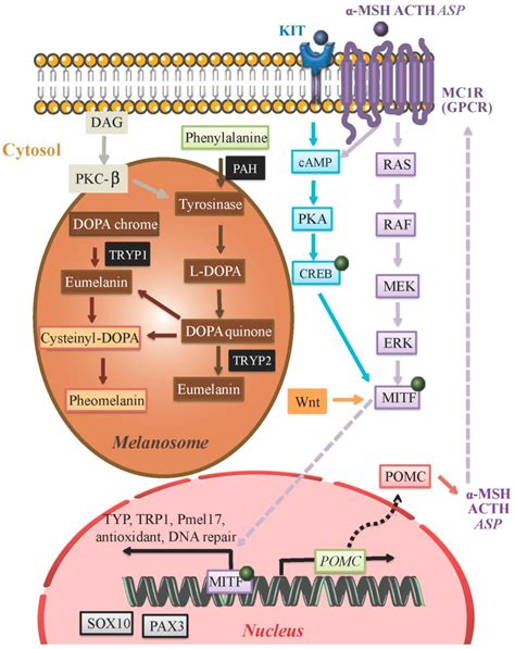 signaling pathways  melanogenesis pmc