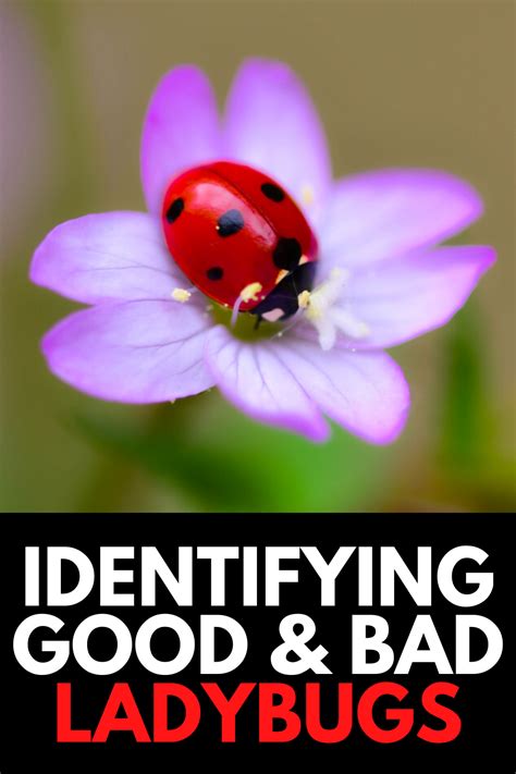 Not all Ladybugs were created equal. In this article, we take a look at ...