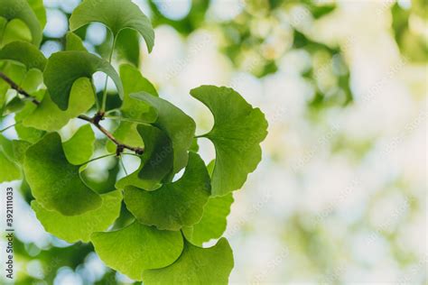 Close-up brightly wet green leaves of Ginkgo tree (Ginkgo biloba ...