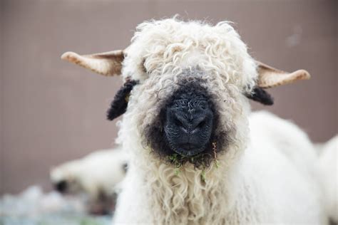 11 Gorgeous Black and White Sheep Breeds [With Pictures!] - Outdoor Happens