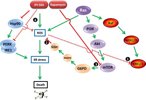 Ras Ros And Proteotoxic Stress A Delicate Balance Cancer Cell