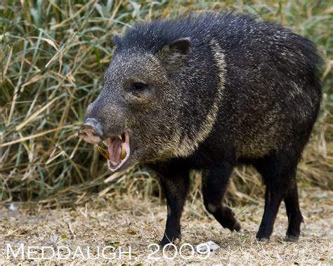 Javelina Collared Pecary Javelina Collared Pecary Ben Flickr