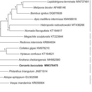 Phylogenetic analysis of 13 Apoidea species and two Vespoidea species ...