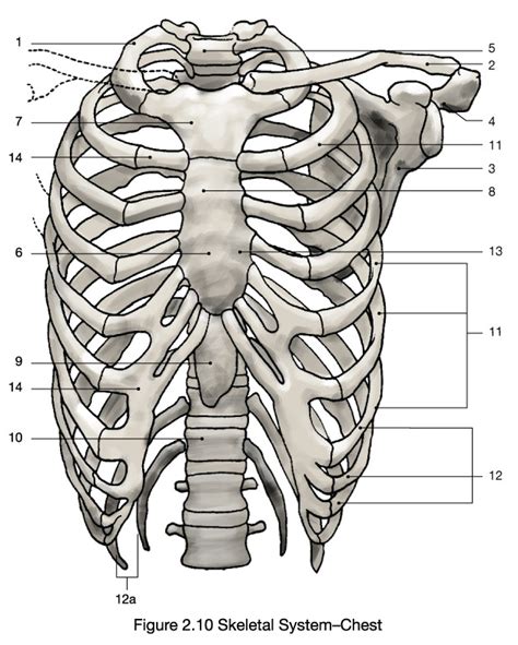 Skeletal System - Chest Diagram | Quizlet