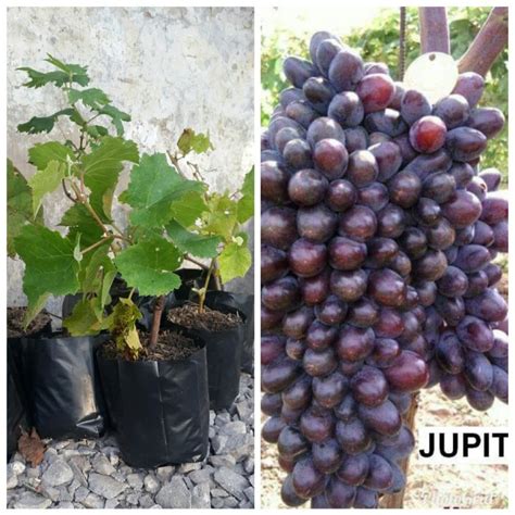 Jual Bibit Buah Anggur Import Jupiter Kota Kediri CV Wijaya Agro