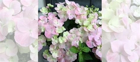 Гортензия ампельная French Bolero/Френч Болеро купить в Калининграде ...