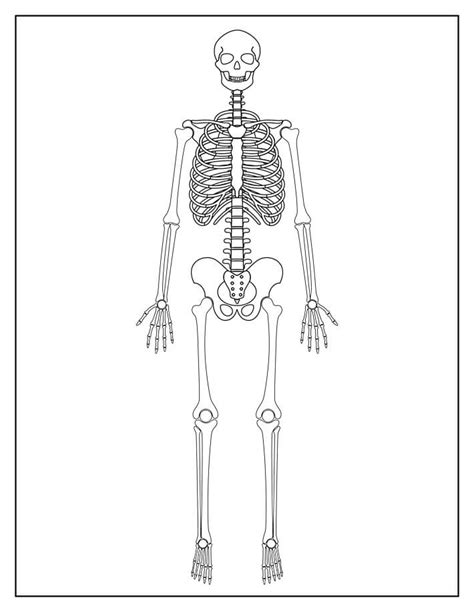 Esqueleto Simples Para Colorir Imprimir E Desenhar Colorir Me