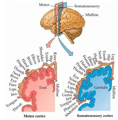 The Somatosensory And Sensory Motor Strips Of The Cortex From Figure