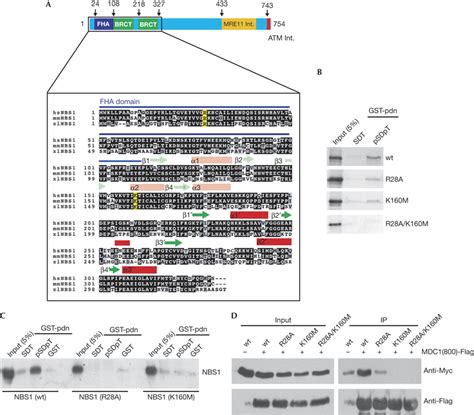 A Divalent Fha Brctbinding Mechanism Couples The Mre Rad Nbs