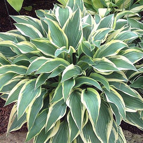 Hosta Wolverine Green Valley Garden Centre