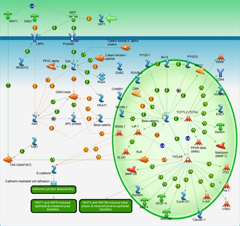 Development Wnt Signaling Pathway Part 2 Pathway Map Primepcr Life Science Bio Rad