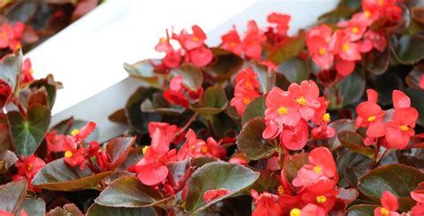 Bégonia Begonia Plantation Culture Et Entretien