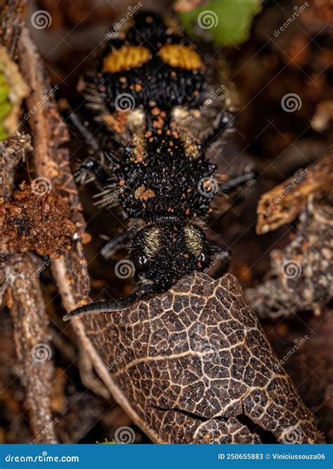 Adult Velvet Ant stock image. Image of hexapoda, ants - 250655883