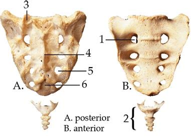 Lab Vertebral Column And Thoracic Cage