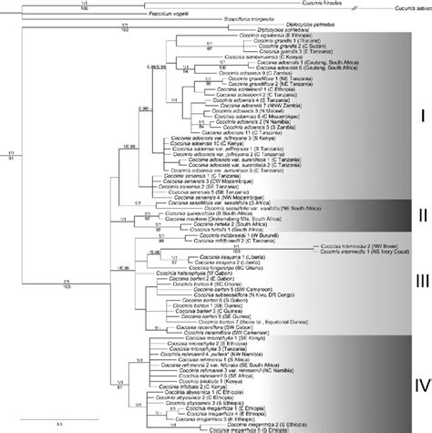 Phylogenetic Relationships In Coccinia Based On Fi Ve Plastid DNA Loci