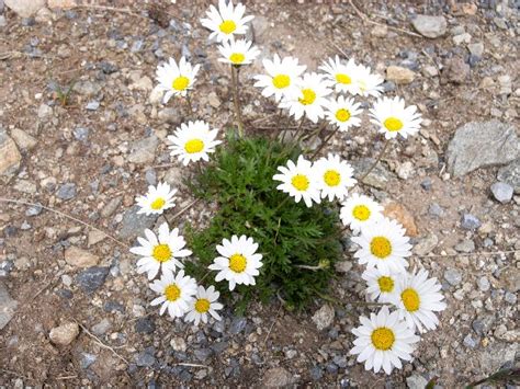 Chrysanthemum Alpinum Leucanthemopsis Alpina