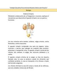 Sistema Urinario Y Su Funci N Docsity