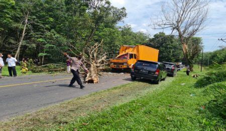 Pohon Tumbang Timpa Truk Di Jalinsum Dolok Merawan HARIAN MISTAR