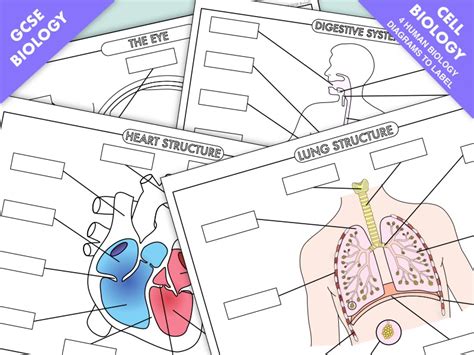 *UPDATED* Four Human Biology Diagrams to Label - Heart, Lungs ...