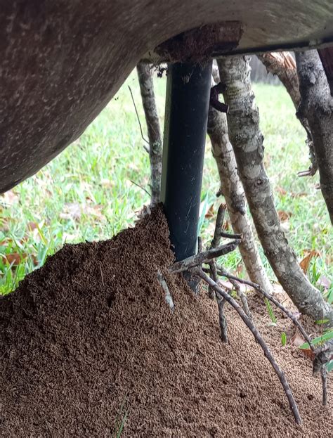 Red imported fire ants nest : r/ants