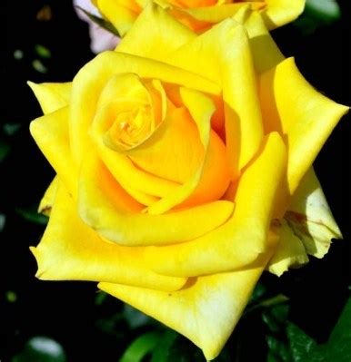 Роза Ландора (Landora) чайно-гибридная недорого, Купить саженцы ...