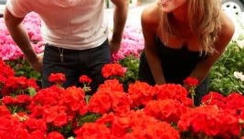 Red Flowers and Their Names | Garden Guides