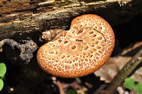 Pheasant Back Mushrooms A Four Star Iowa Taste Treat Iowa Wildlife