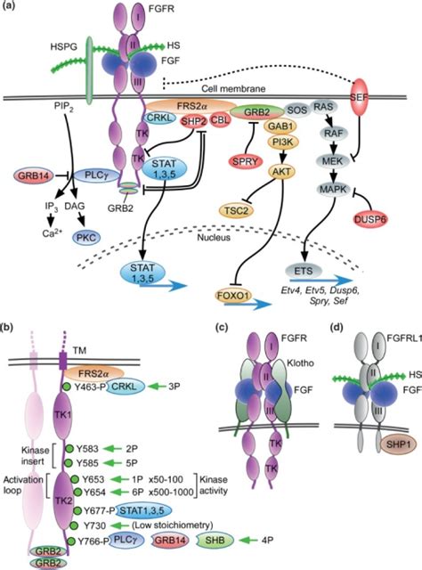 Fgf Signaling Pathways A Binding Of Canonical Fgfs T Open I