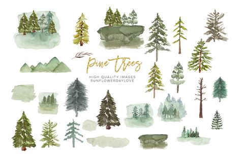 Watercolor Pine Tree Clipart, Fir Evergreen tree clipart By Sunflower ...