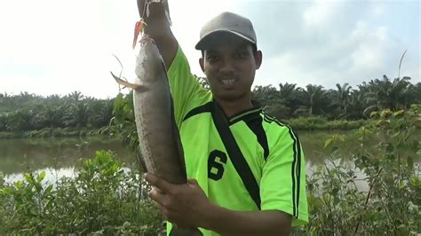 CASTING GABUS DI WADUK MEMANG NGK ADA OBAT UKURAN NYA BABON SEMUA RELIX