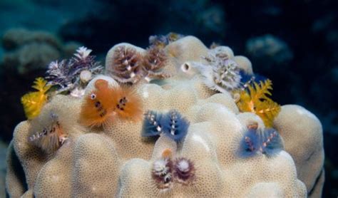 The Bright And Colourful World Of Christmas Tree Worms