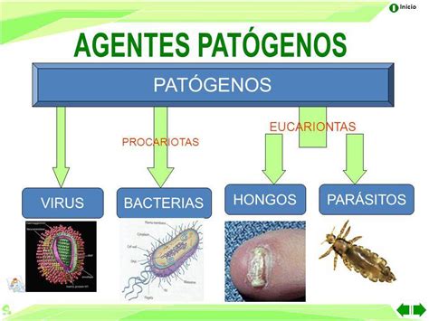 Que Son Los Agentes Patogenos Brainlylat