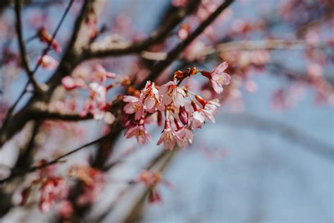 Pink Cherry Blossoms in Season · Free Stock Photo