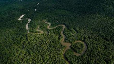 Pa Ses Amaz Nicos Acuerdan Lanzar Alianza Para Combatir Deforestaci N