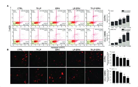 Ern Lp Ern And Tf Lp Ern Induced Apoptosis Of Hepg2 And Smmc 7721