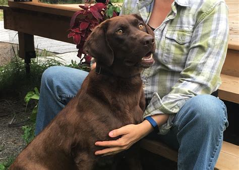 Familles d accueil recherchées pour 2 femelles adultes et 2 chiots