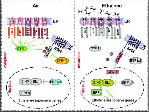 Ethylene Pathway