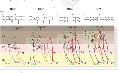 Figure 3 from Exploring early human brain development with structural ...