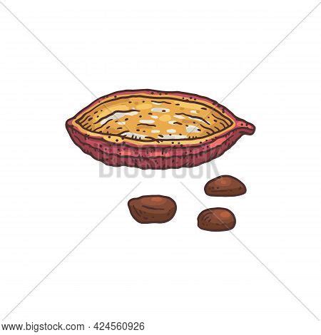 Cocoa Bean Drawing - Vector & Photo (Free Trial) | Bigstock