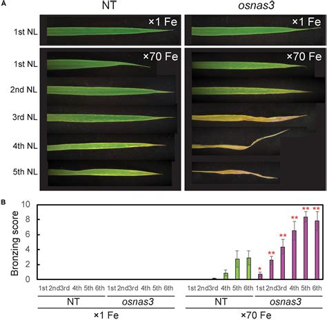 Frontiers Nicotianamine Synthesis By Osnas3 Is Important For