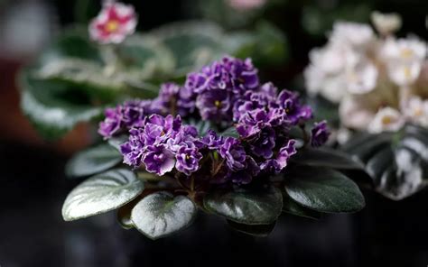 10 Flowering Indoor Plants for Low Light Room (With Pictures) - Plant Index