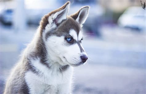 Взгляд хаски - 59 фото