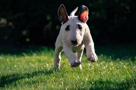 Bull Terrier Caractère And éducation Santé And Entretien Prix