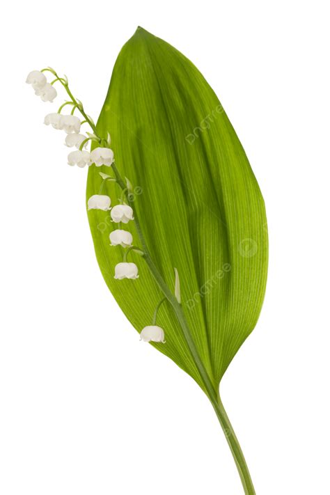 Hoja De Lirio De Los Valles Png Dibujos Fondo Blanco Blanco