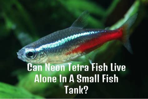 Can The Neon Tetra Survive In A Fishbowl Tetra Fish Care