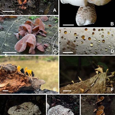 Fresh Basidiomata Of Species As New Records For The Department Of