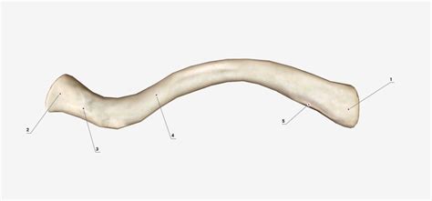 Clavicle Inferior View Diagram Quizlet